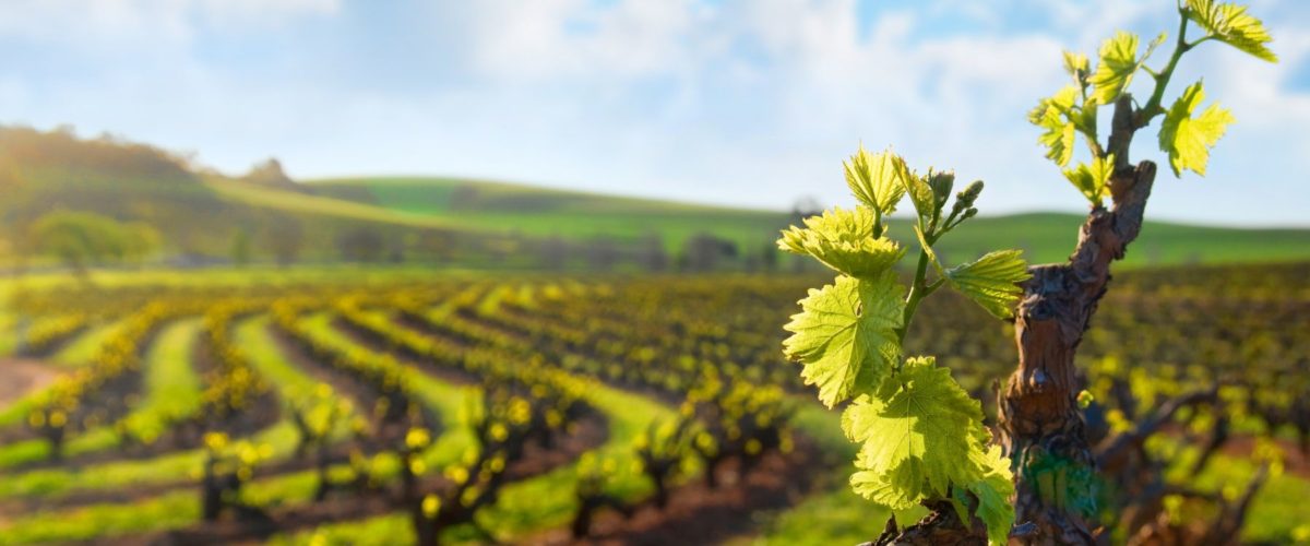 Agroalimentaria - Presentación - shutterstock_105338771
